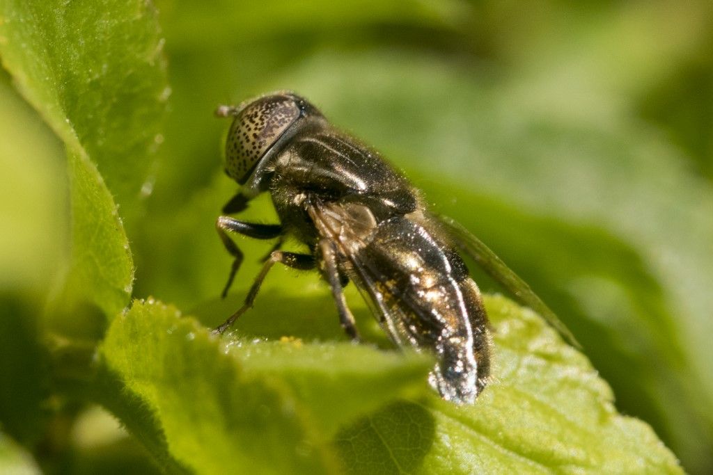 Syrphidae: Eristalinus aeneus ?  S !