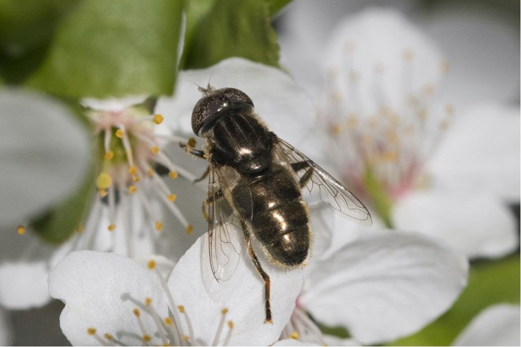 Syrphidae: Eristalinus aeneus ?  S !