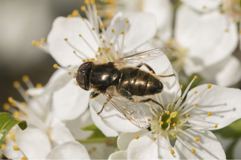 Syrphidae: Eristalinus aeneus ?  S !