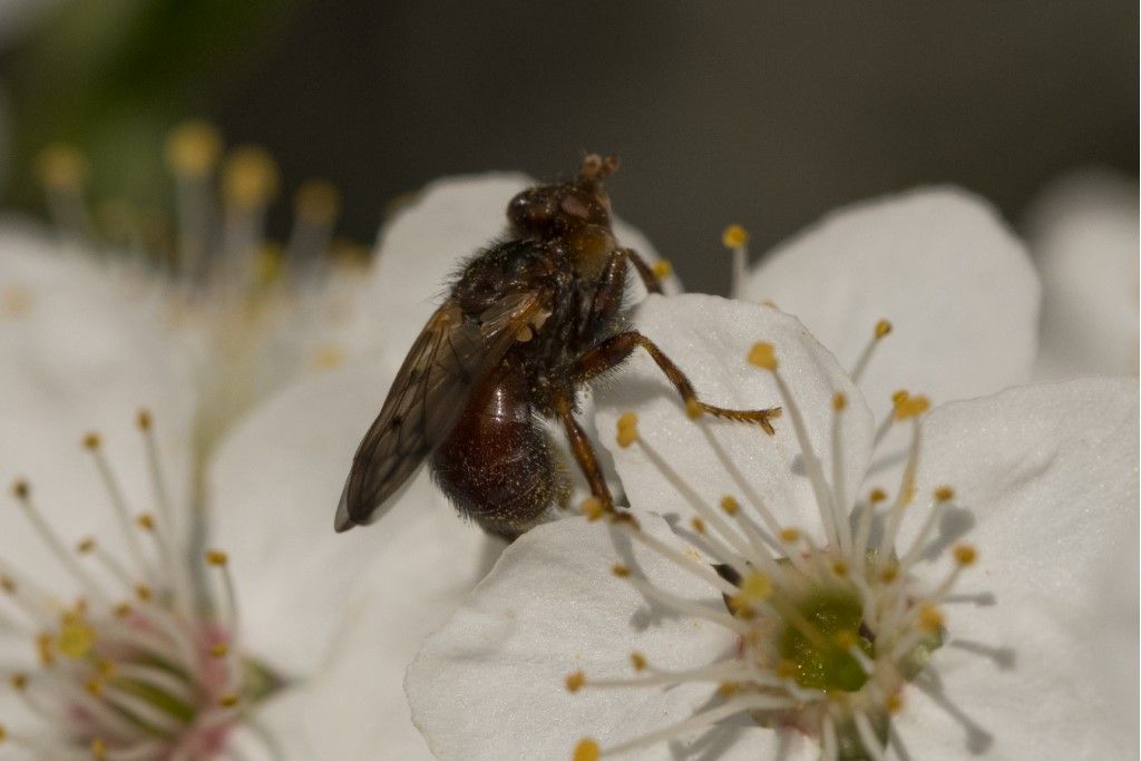 Conopidae: Myopa sp.