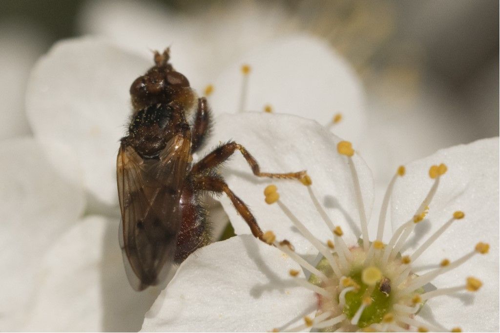 Conopidae: Myopa sp.