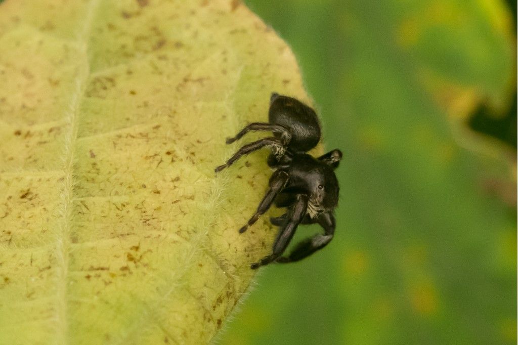 Salticidae?  S, Evarcha arcuata, maschio