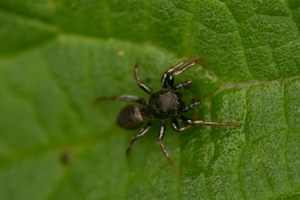 Heliophanus sp., maschio - Crema (CR)