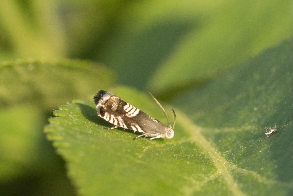 Farfallina da identificare