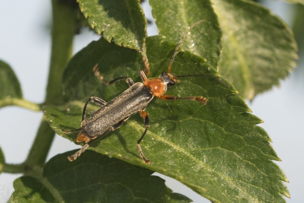 Cantharidae: Cantharis pellucida