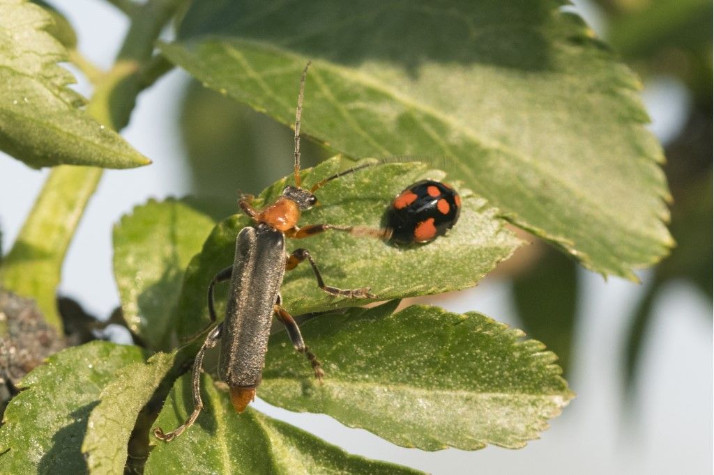 Cantharidae: Cantharis pellucida