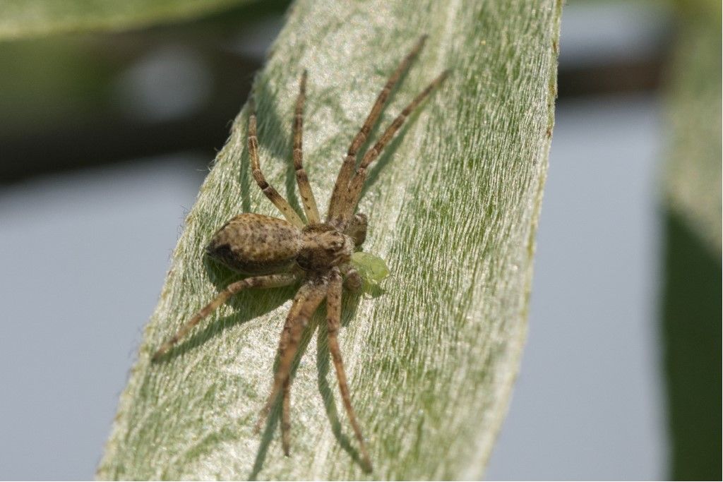 Philodromus sp. - prov. CR