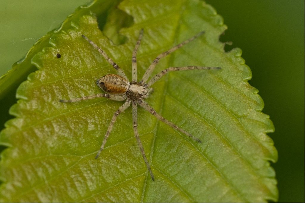 Philodromus gr. aureolus - prov. CR