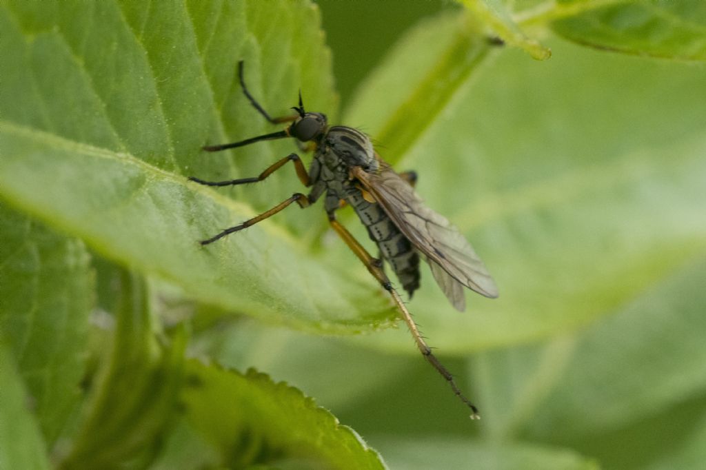 Empididae: Empis sp., femmina