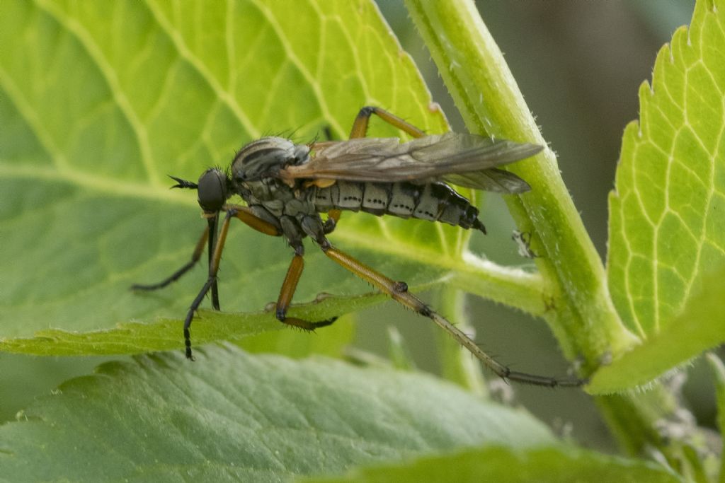 Empididae: Empis sp., femmina