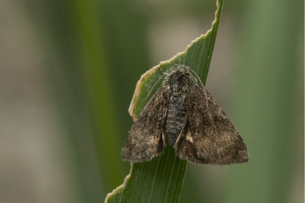 Farfallina da identificare