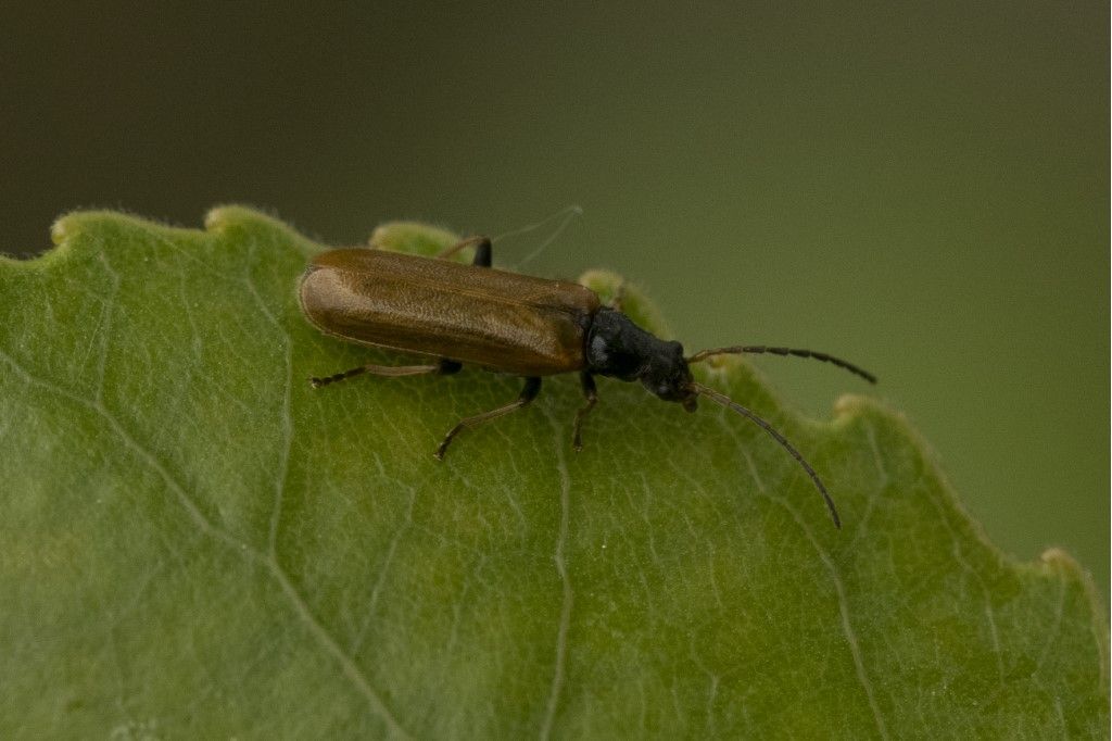 Cantharidae: Rhagonycha fuscitibia oppure R. neglecta.