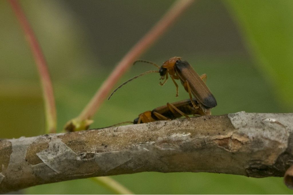 Cantharidae: Cratosilis laeta