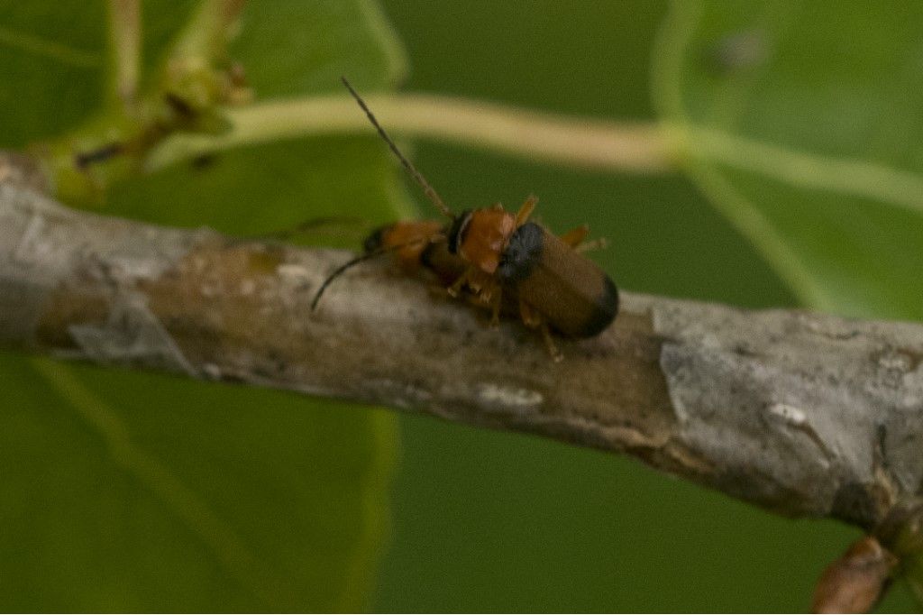 Cantharidae: Cratosilis laeta