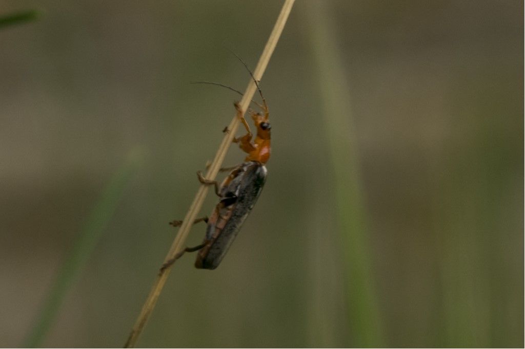 Cantharidae: Cantharis livida