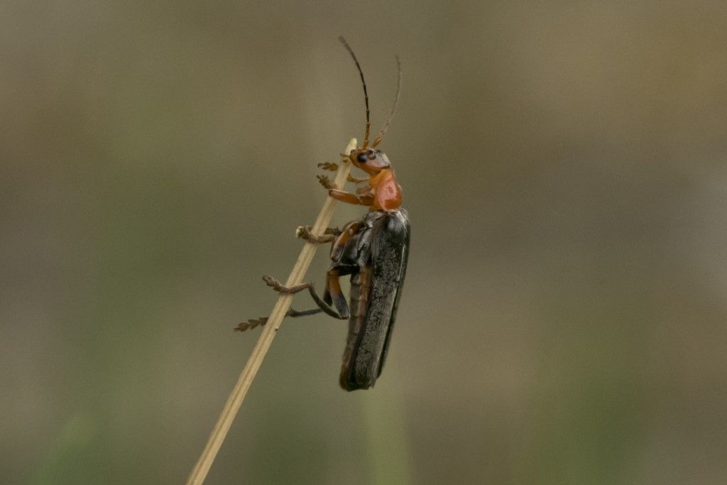 Cantharidae: Cantharis livida