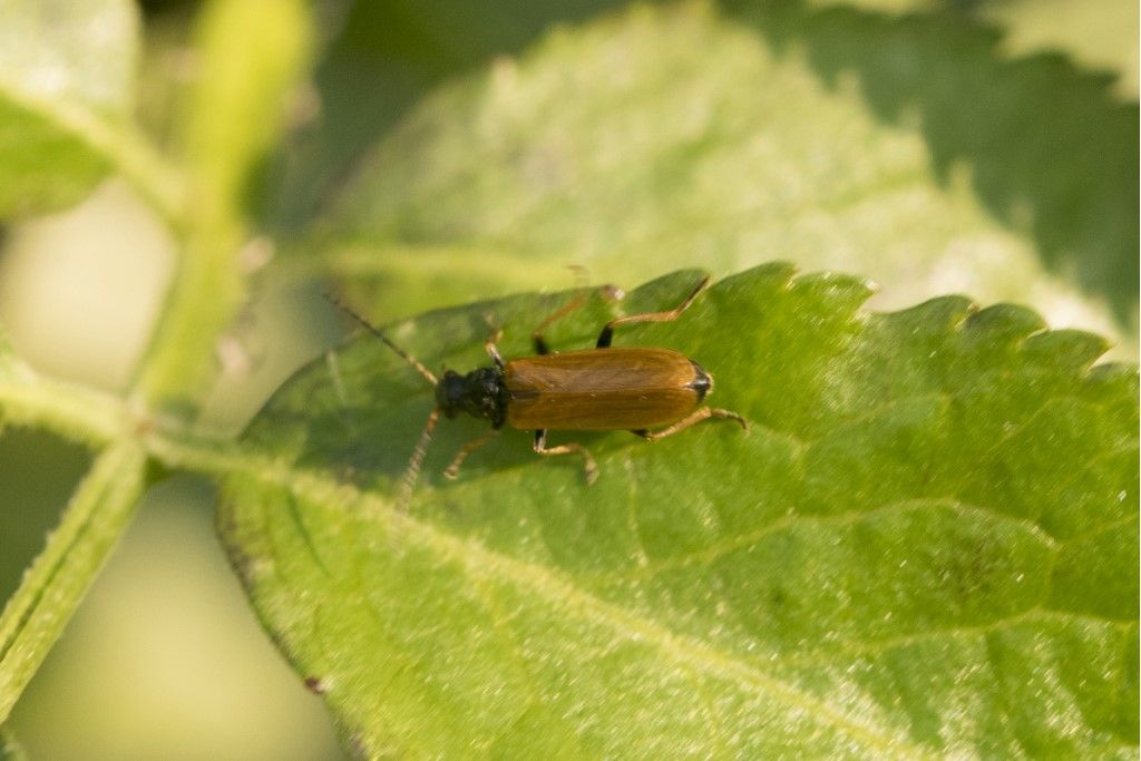 Rhagonycha fuscitibia o lignosa ? Rhagonycha cfr. fuscitibia