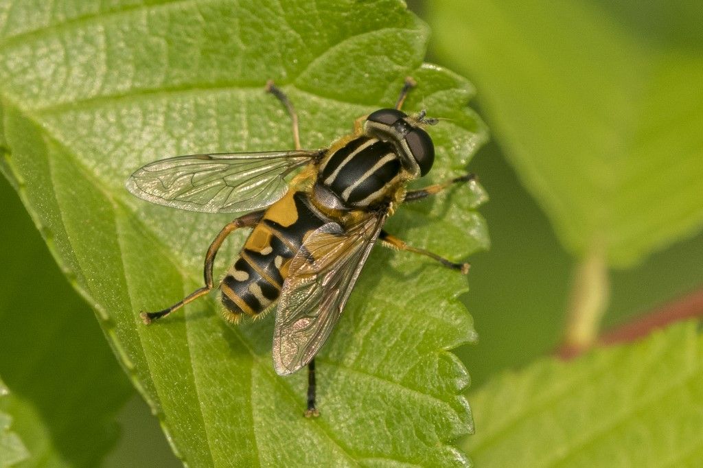 Syrphidae: Helophilus pendulus, maschio