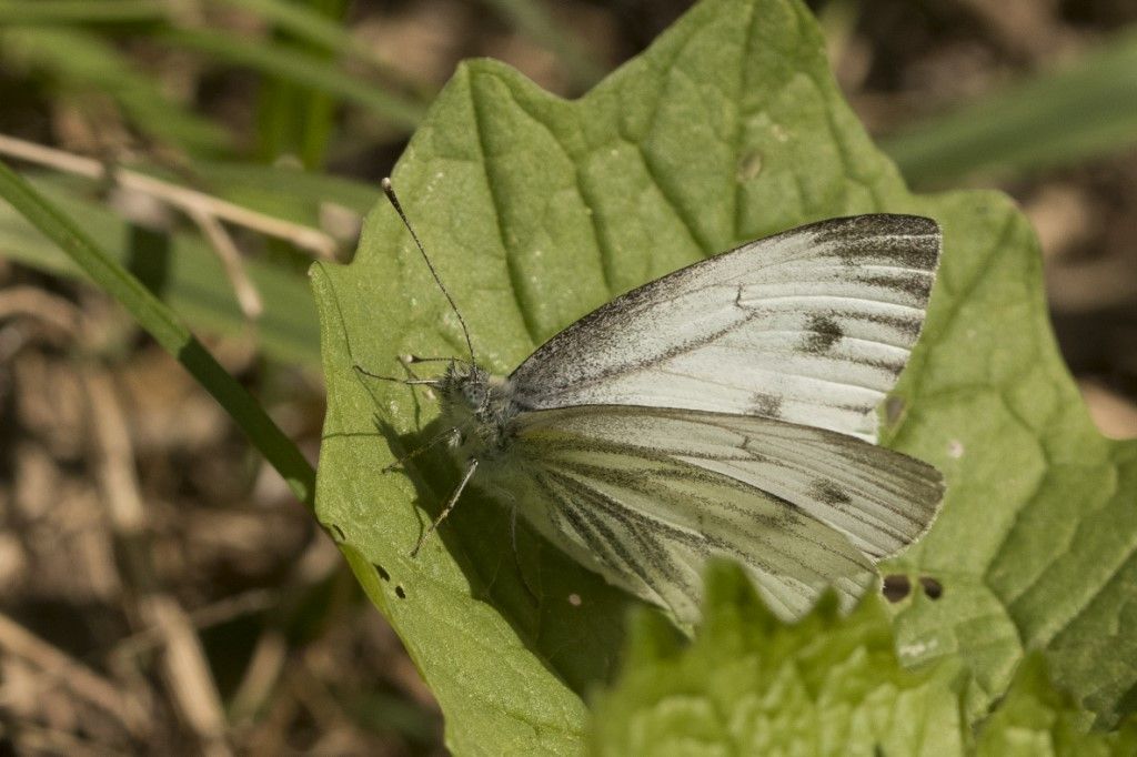 Pieris napi? S !