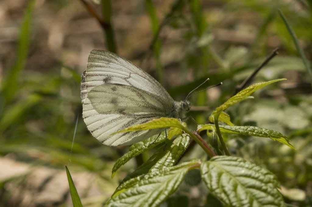 Pieris napi? S !