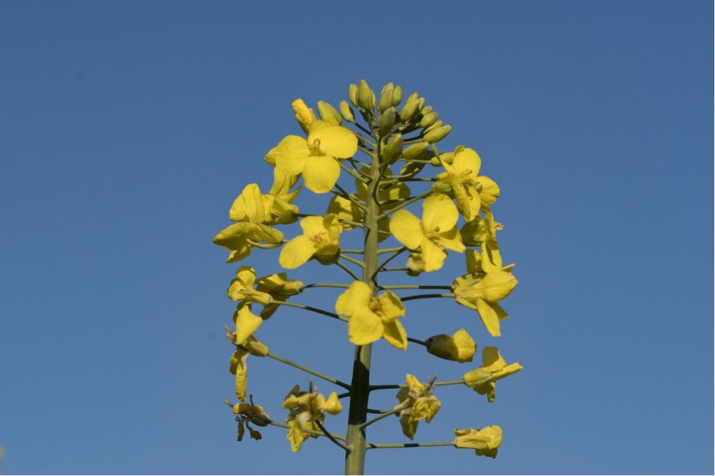 Brassica cfr. napus (Brassicacea, ex Cruciferae)