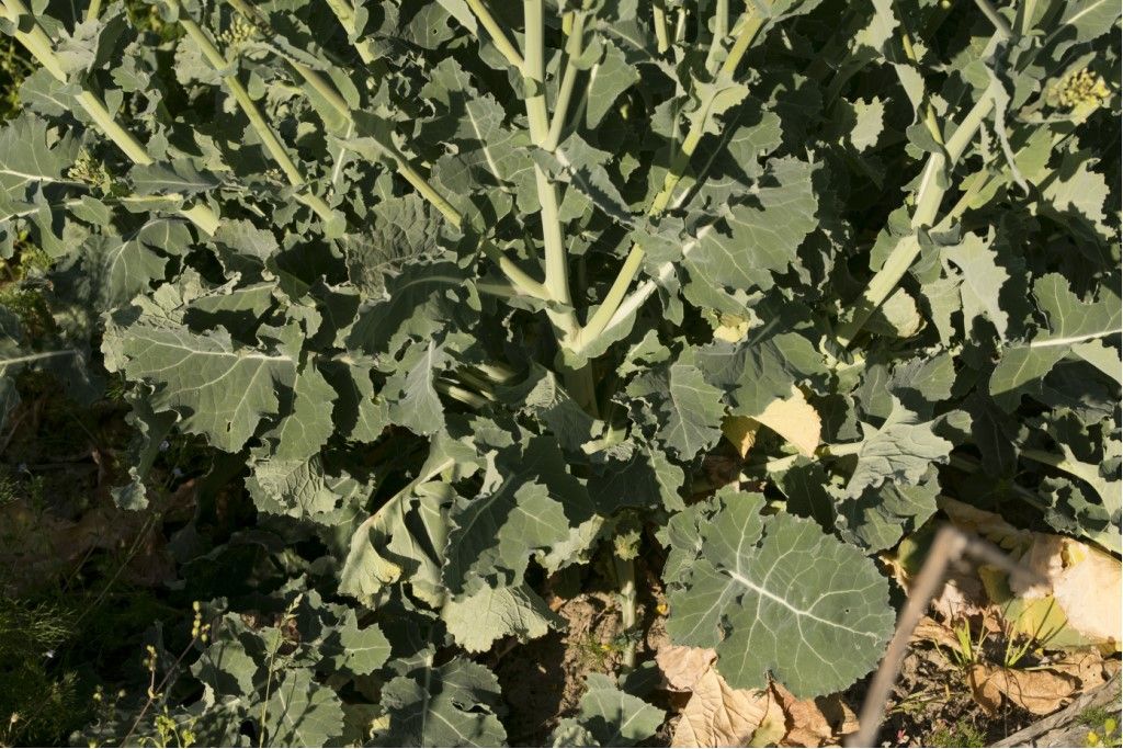 Brassica cfr. napus (Brassicacea, ex Cruciferae)