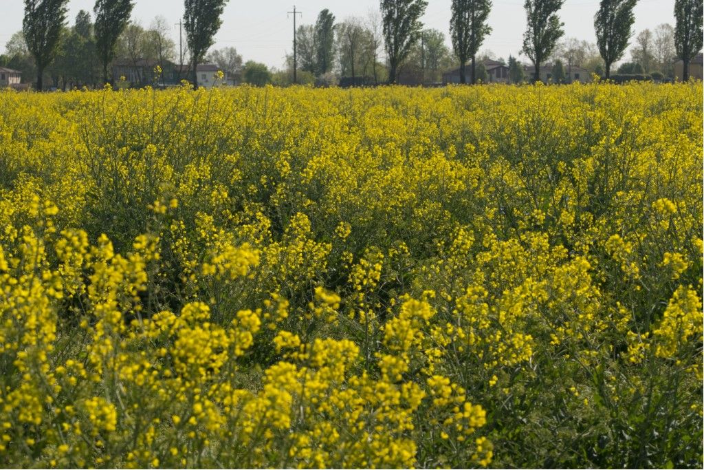 Brassica cfr. napus (Brassicacea, ex Cruciferae)