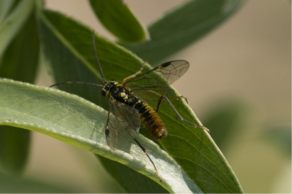 Tenthredinidae: Tenthredopsis sp.