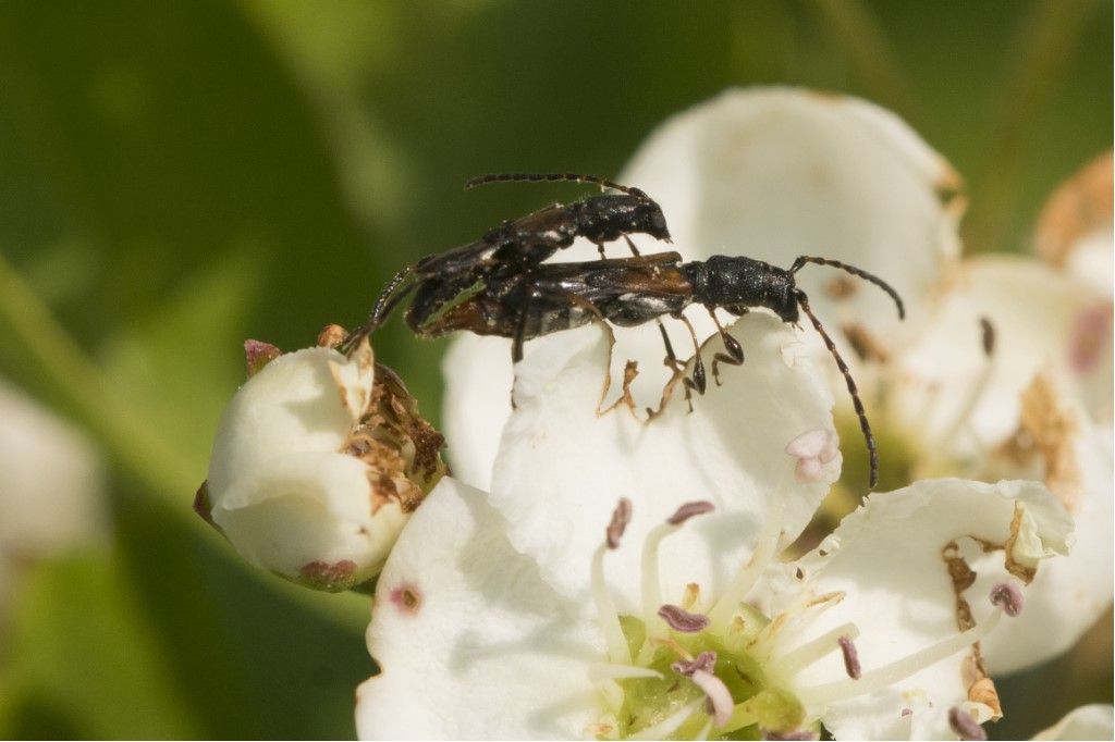 Cerambycidae: Brachypteroma ottomanum