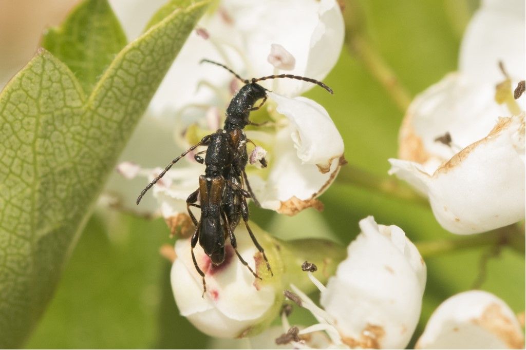 Cerambycidae: Brachypteroma ottomanum