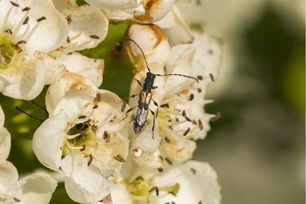 Cerambycidae: Brachypteroma ottomanum