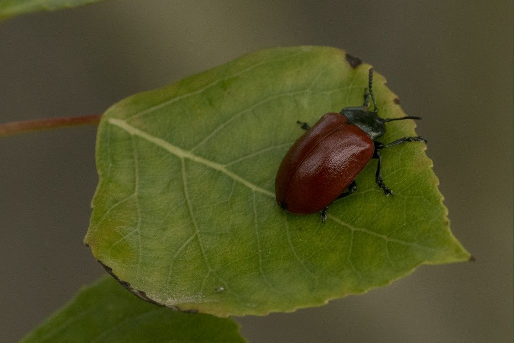 Chrysomela populi - Chrysomelidae? S.