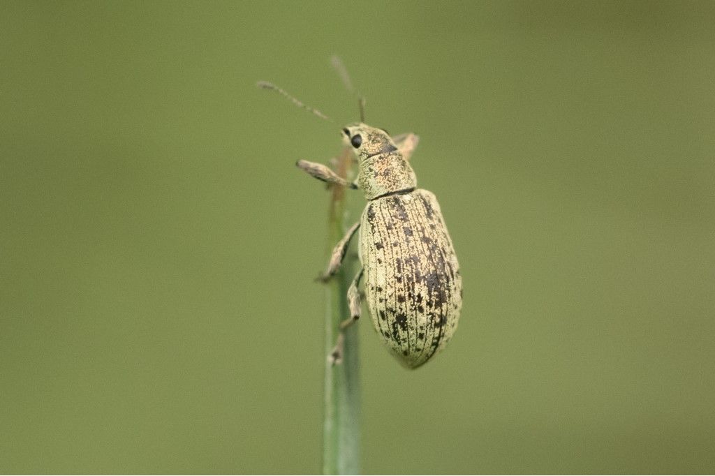 Curculionidae: Polydrusus da confermare /id.