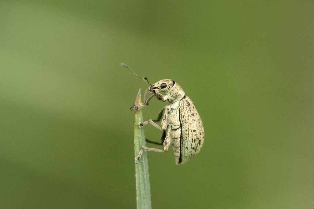 Curculionidae: Polydrusus da confermare /id.