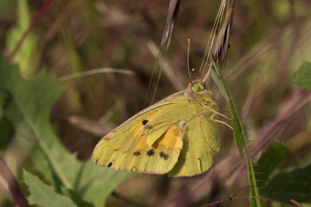 Pieridae: Colias crocea