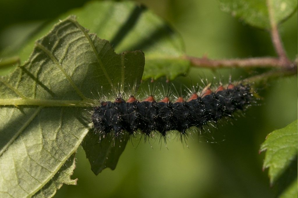 Bruco di...Saturnia pavoniella (Pavonia minore) - Saturniidae