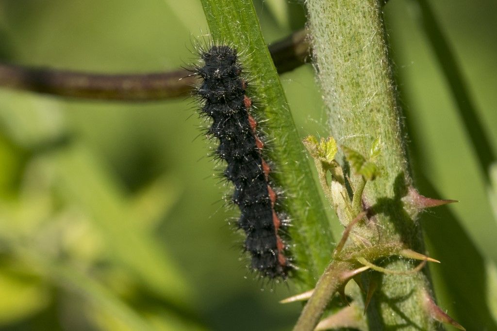 Bruco di...Saturnia pavoniella (Pavonia minore) - Saturniidae