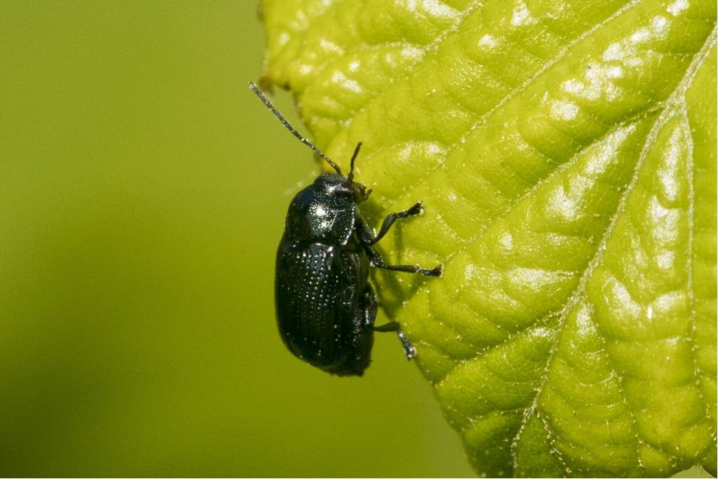 Chrysomelidae: Cryptocephalus marginatus, maschio