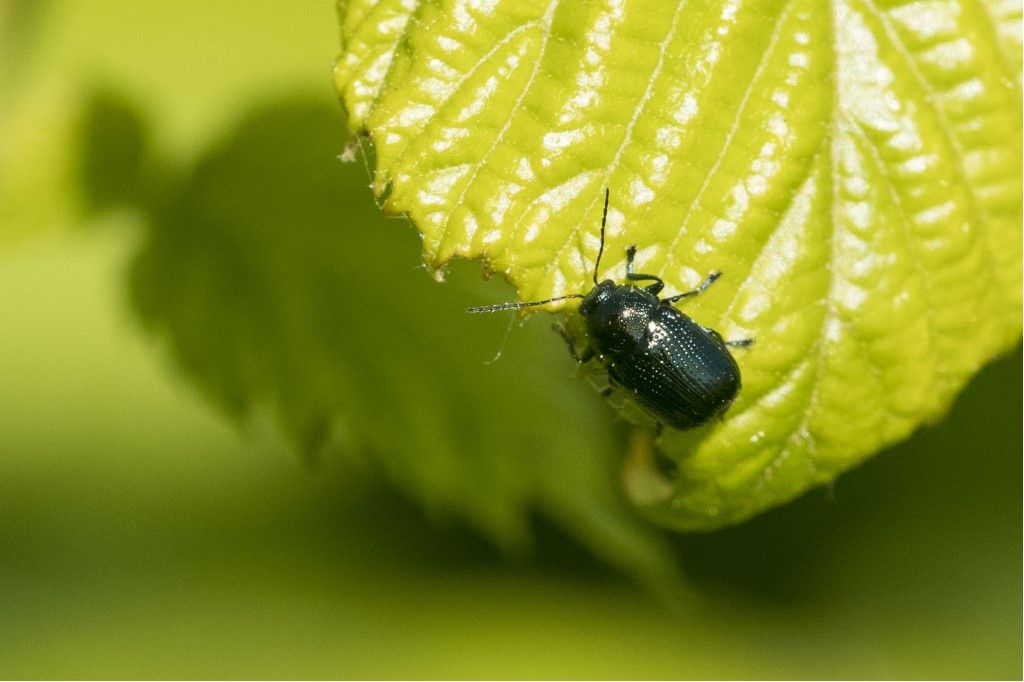 Chrysomelidae: Cryptocephalus marginatus, maschio