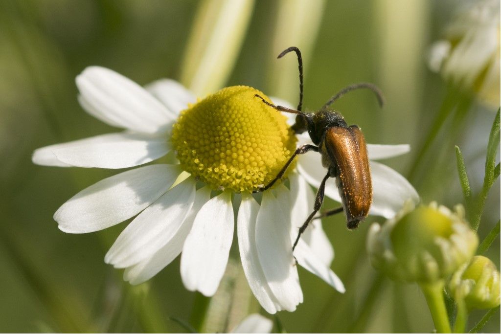 Pseudovadonia livida? S