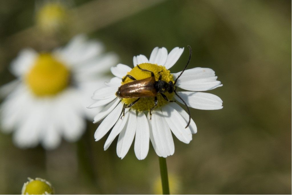 Pseudovadonia livida? S