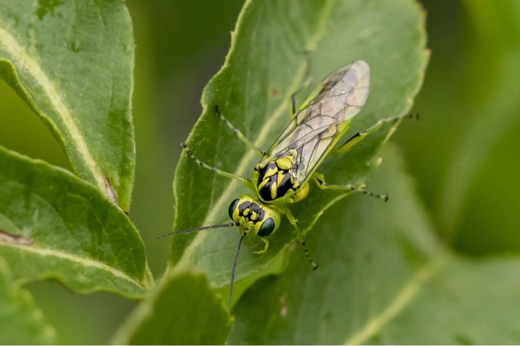 Hymenoptera da determinare: Rhogogaster cfr. scalaris (Tenthredinidae)