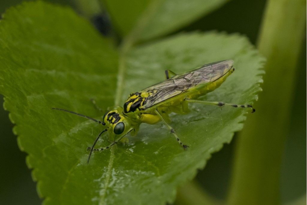 Hymenoptera da determinare: Rhogogaster cfr. scalaris (Tenthredinidae)