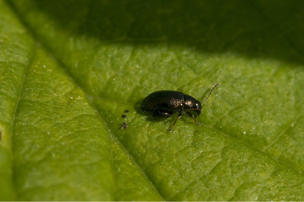 Chrysomelidae sp.