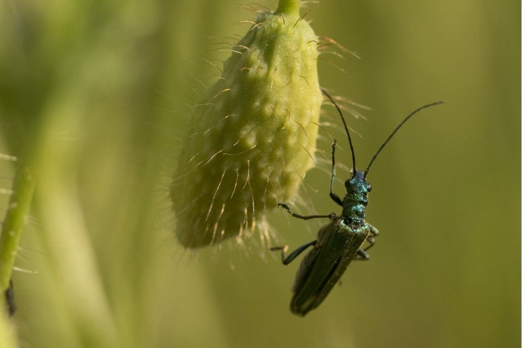 Oedemeridae: Oedemera gr. lurida? No, O. nobilis, femmina