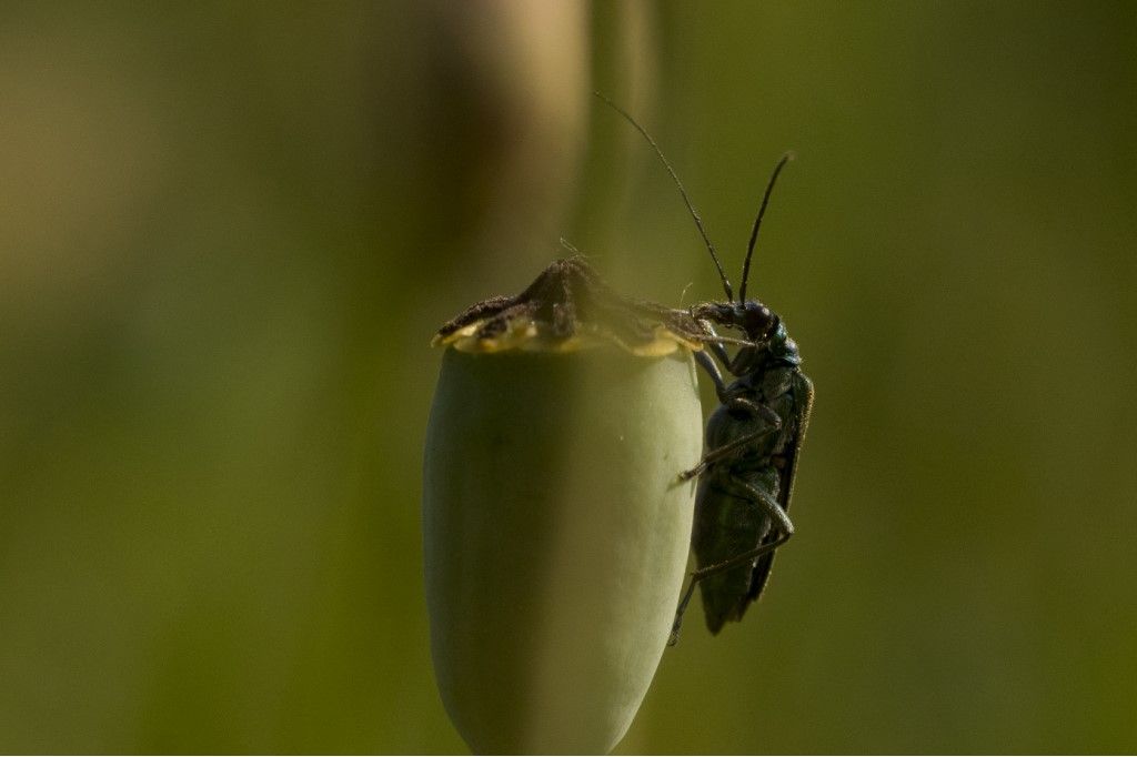 Oedemeridae: Oedemera gr. lurida? No, O. nobilis, femmina