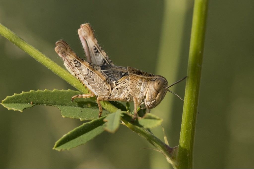 Ninfa di Calliptamus italicus