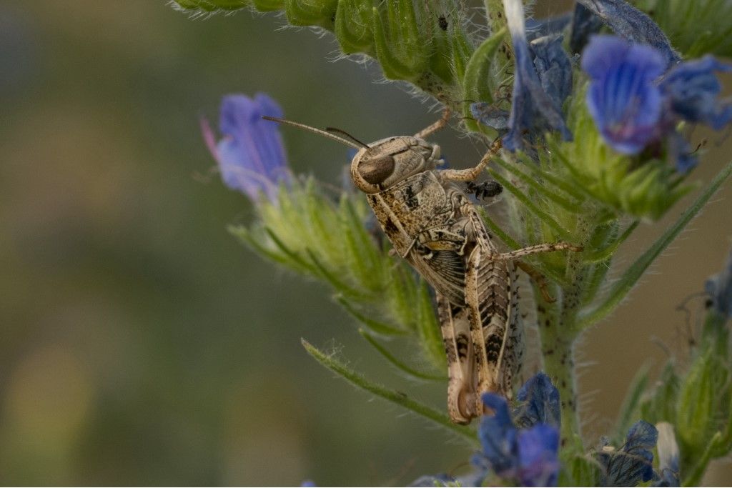 Ninfa di Calliptamus italicus