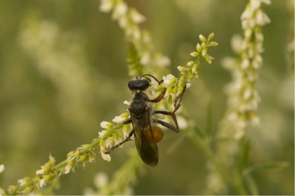 Ichneumonidae?  No, Sphecidae: Sphex cfr. funerarius