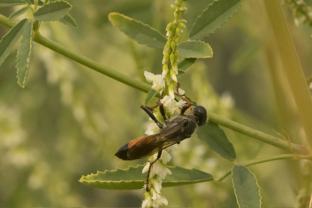 Ichneumonidae?  No, Sphecidae: Sphex cfr. funerarius